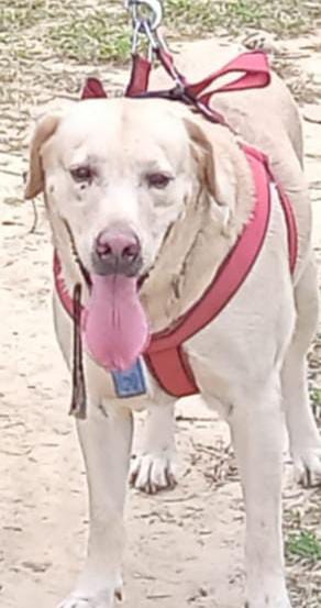 डॉग स्क्वायड टीम में तैनात खोजी कुत्ता जैक की बीमारी से मौत, पुलिस लाईन में सलामी देकर कराया गया अंतिम संस्कार