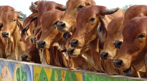 यूपी के किसानों को लेकर अच्छी खबर, सीएनजी बनाने के लिए गोबर खरीदेगी योगी सरकार 
