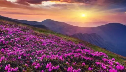  पर्यटकों के लिए खुली उत्तराखंड की विश्व प्रसिद्ध फूलों की घाटी