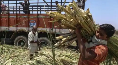  गन्ना किसानों के लिए अच्छी खबर, सरकार ने 305 रुपये प्रति क्विंटल तय किया गन्ने का भाव