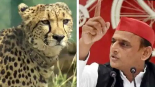 चीते की आवाज पर ट्वीट कर बुरे फंसे अखिलेश यादव, BJP क्यों बोली- सारा पैसा बर्बाद
