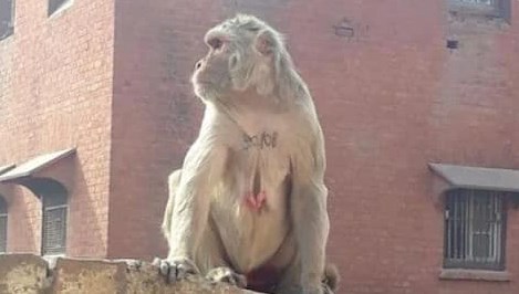 चारपाई पर सो रहे डेढ़ महीने के बच्चे को लेकर भागा बंदर, छत से फेंका