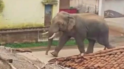 गोरखपुर में कलश यात्रा के दौरान भड़का हाथी, बच्चे समेत तीन की जान ली, भगदड़ में कई घायल