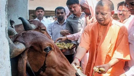गाय गणना करेगी योगी सरकार, तीन कैटगरी में होगी गिनती; ये है असली मकसद