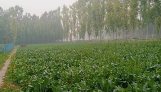 उत्तर प्रदेश में प्राकृतिक खेती पर आयोजित कार्यक्रम में शिरकत करेंगे 12 राज्यों के प्रतिनिधि