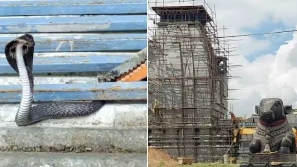 अखिलेश यादव जिस केदारेश्वर महादेव मंदिर का करा रहे निर्माण, वहां फन निकाले मिला कोबरा सांप