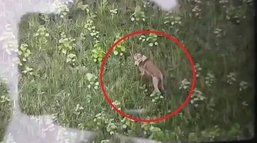 दस दिन से लापता बहराइच का छठा भेड़िया ड्रोन कैमरे में घूमता दिखा, 9 मौत के बाद पकड़े थे 5 भेड़िए