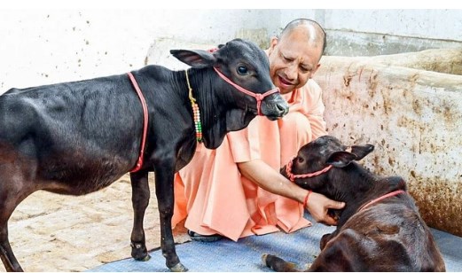 गायों की सुरक्षा के लिए योगी सरकार का बड़ा कदम, 12 जिलों में अवैध कब्जाधारियों से मुक्त कराई जमीन
