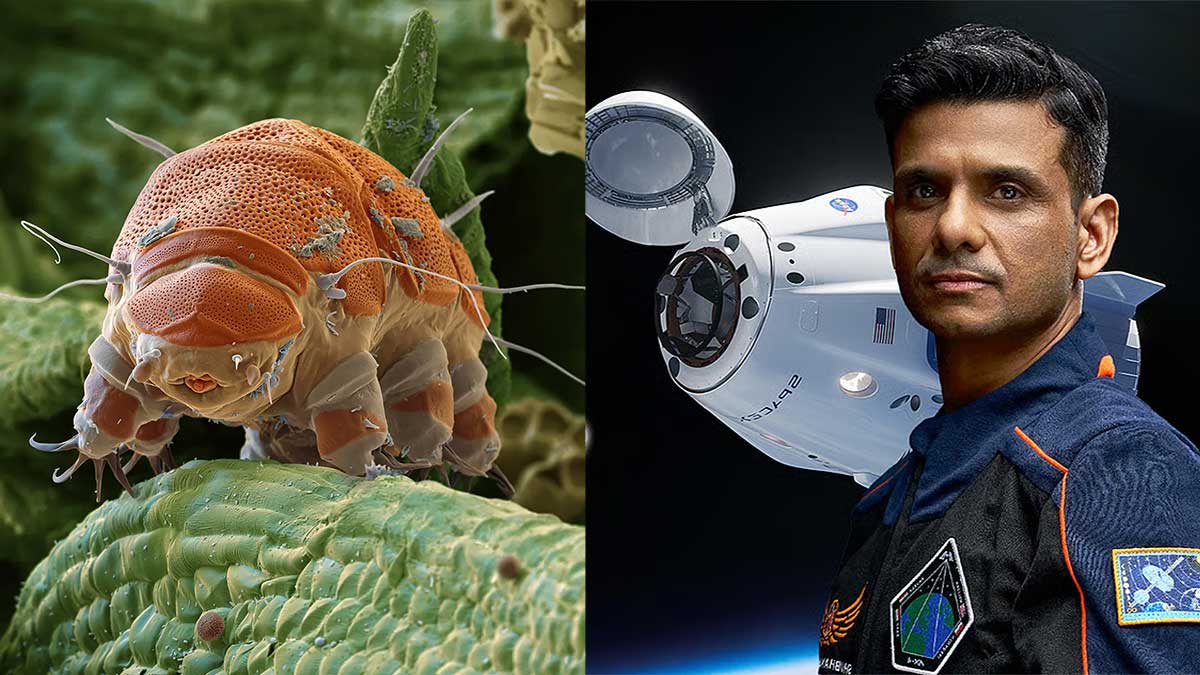 AX-4 Mission: शुभांशु शुक्ला के साथ स्पेस में क्यों जा रहा है टार्डिग्रेड? जानिए इस जीव की अनोखी क्षमता