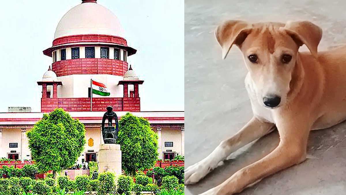 आवारा कुत्तों पर सुप्रीम कोर्ट का फैसला सुरक्षित, सॉलिसिटर जनरल बोले – “समस्या का समाधान जरूरी”, सिब्बल ने कहा – “बहस हो”