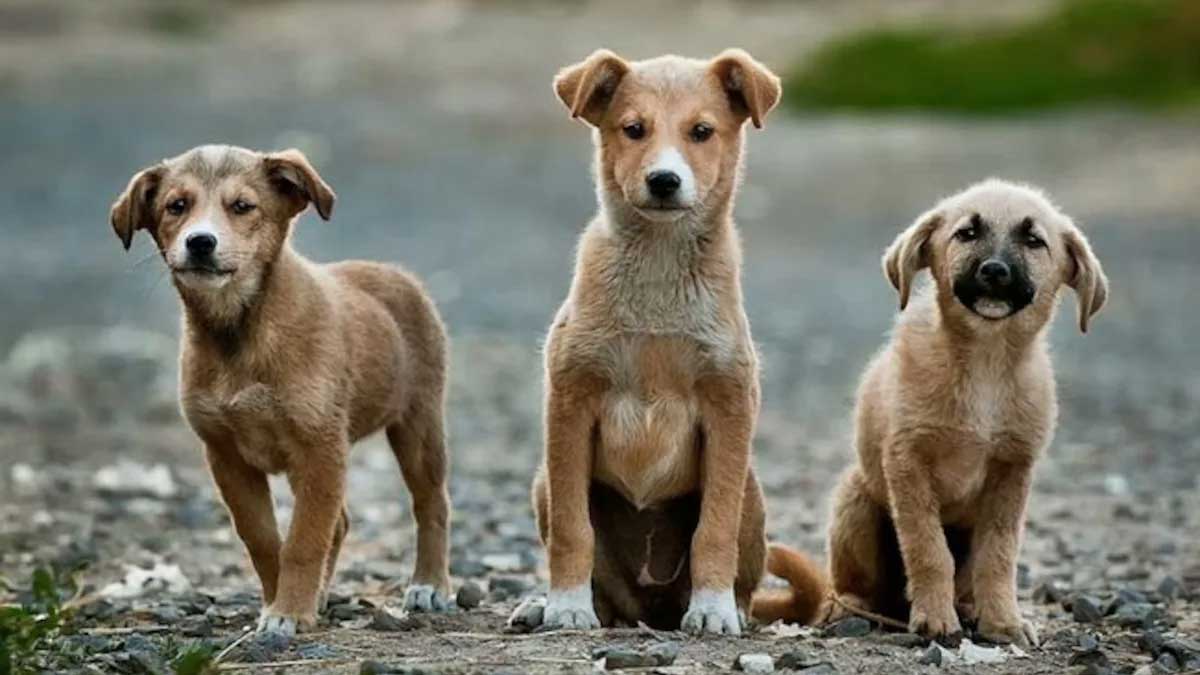 Supreme Court Stray Dogs Case: आवारा कुत्तों पर सुप्रीम कोर्ट की बड़ी सुनवाई 27 अक्टूबर को