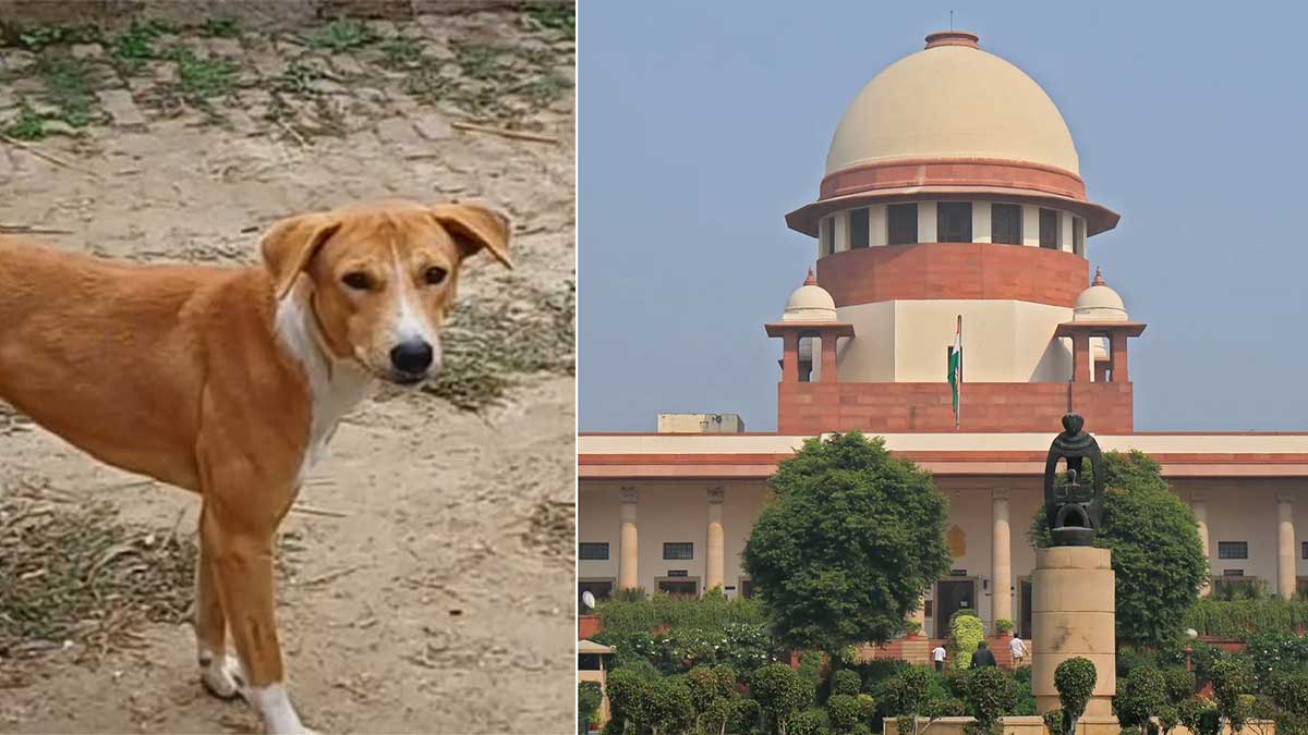 जो डरते हैं, कुत्ते उन्हें काटते हैं, SC की बात पर झूमे डॉग लवर्स तो जज ने रोका; बोले...