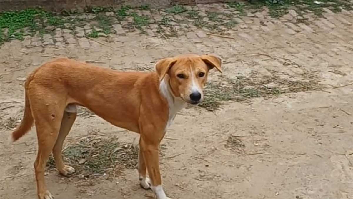 इंसानों से ज्यादा कुत्तों की चिंता? सुप्रीम कोर्ट हैरान; बोले- इतनी याचिकाएं तो आदमी के लिए नहीं आतीं