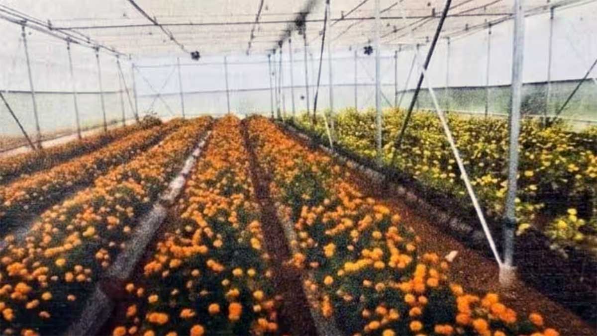 राम मंदिर के लिए अब अयोध्या में ही उगेंगे खास फूल! योगी सरकार बनाने जा रही प्रदेश का पहला बड़ा सेंटर