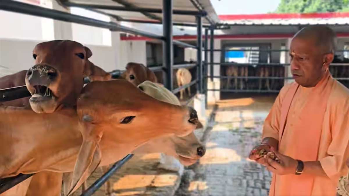 Gorakhpur News: गोरखनाथ मंदिर की गोशाला पहुंचे CM योगी, गायों को गुड़-रोटी खिलाई, गोवंश की बेहतर देखभाल के दिए निर्देश