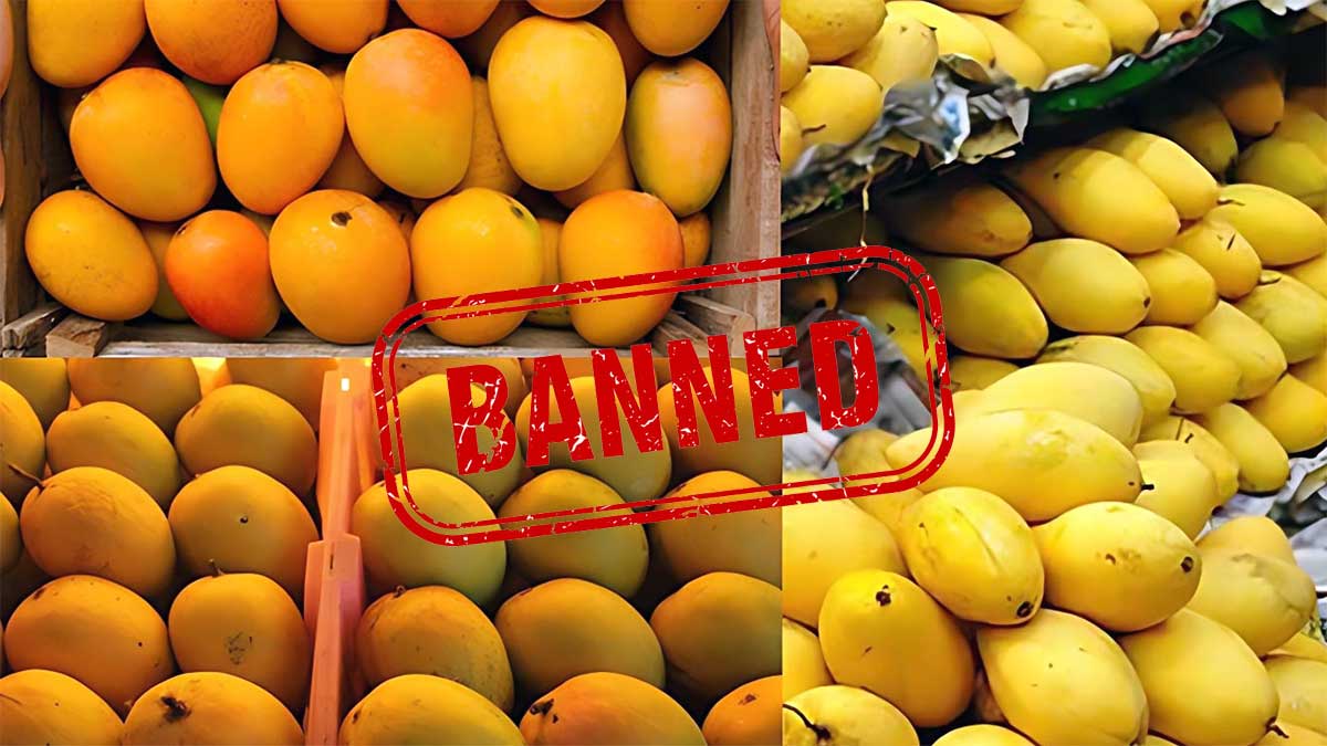 Indian Mango Export Crisis: जापान के बाद नेपाल ने भी रोका भारतीय आम, दुनिया का सबसे बड़ा उत्पादक देश फिर भी क्यों पिछड़ रहा है?