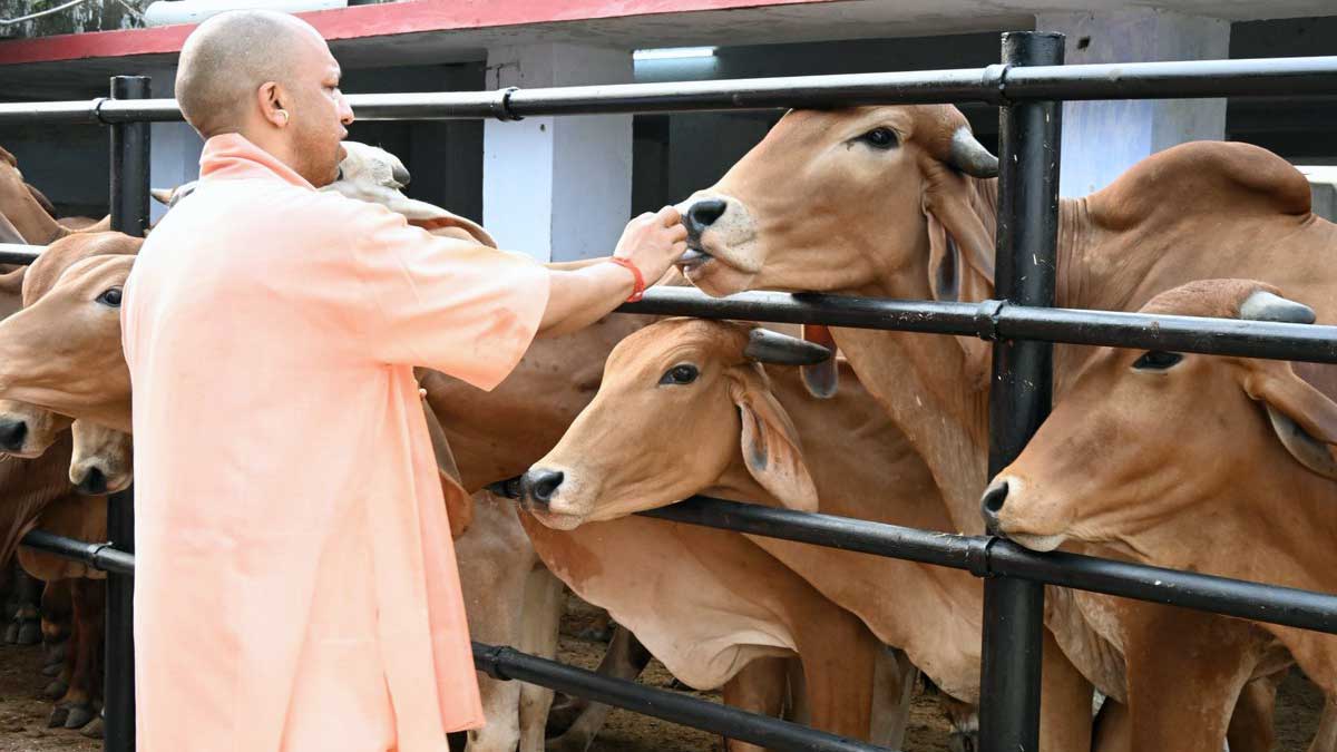 UP News: गो पालन करने वालों के लिए Yogi Government का बड़ा Plan, दूध के साथ गोमूत्र से भी होगी कमाई