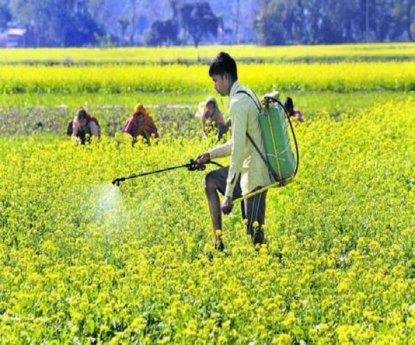 कान्ट्रैक्ट फार्मिग से किसान की आय हुई दोगुनी, अब बड़ी कंपनियों ने किया संपर्क