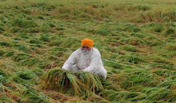 बेमौसम बरसात से फसल हुई बर्बाद, अब क्या करें किसान ?
