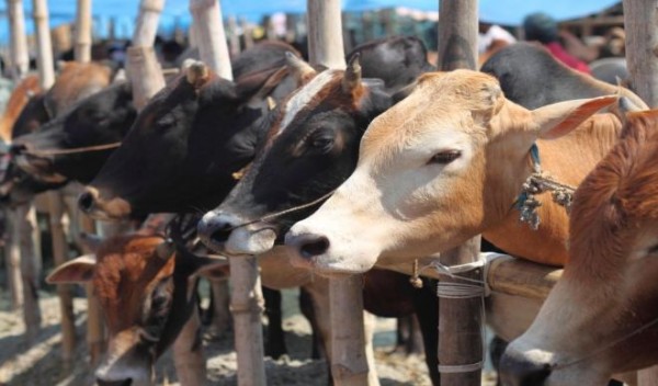 कर्नाटक में गोहत्या पर पाबंदी के लिए जल्दी ही कानून लागू करेगी भाजपा सरकार