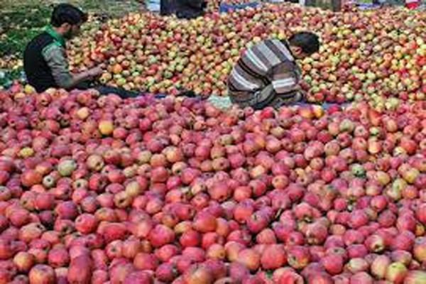 मंत्रिमंडल ने जम्मू कश्मीर में चालू सत्र के दौरान 12 लाख टन सेब खरीद को मंजूरी दी