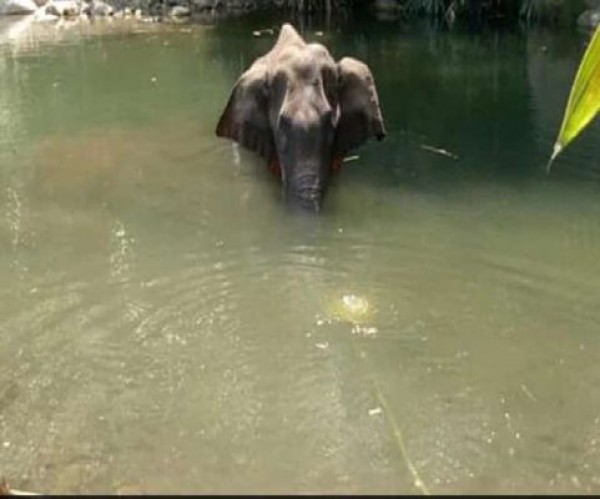 गर्भवती हथिनी की मौत के मामले में पर्यावरण मंत्रालय ने दी जानकारी