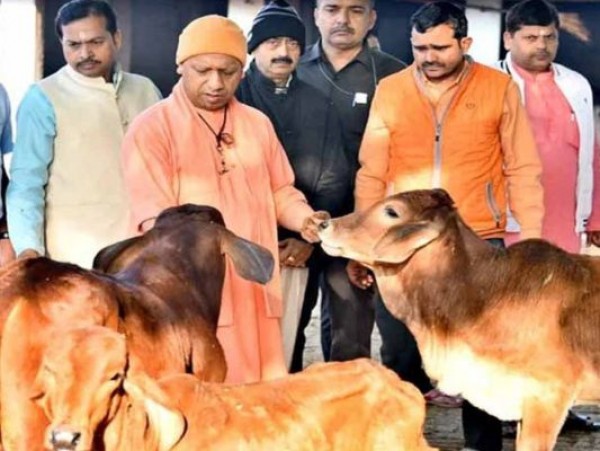 लखनऊ: गोपाष्टमी का पर्व धूमधाम से मनाने के लिए पहली बार जारी हुआ सरकारी आदेश