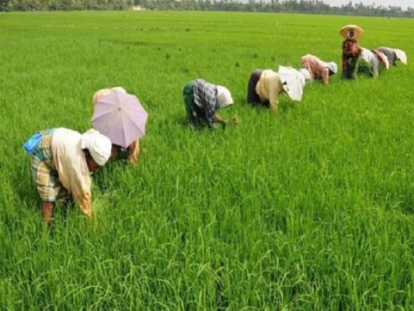 कृषि क्षेत्र में सुधार की दरकार, बजट में क्या ऐलान करेगी सरकार?