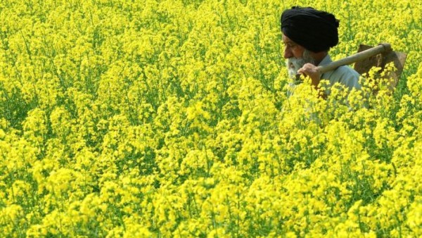 सरसों के बंपर उत्पादन के बावजूद तेल की रिकॉर्ड कीमतें, मलेशिया एंगल कितना ज़िम्मेदार?