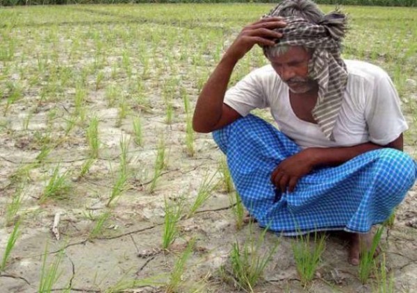 बेमौसम बारिश से फसल नुकसान पर इस टोल फ्री नंबर पर सूचित करें किसान