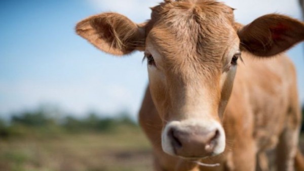 गौ विज्ञान का होगा ऑनलाइन नेशनल एग्जाम