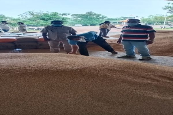 समर्थन मूल्य में धान खरीदी शुरू होते ही मंडी में धान की आवक घटी