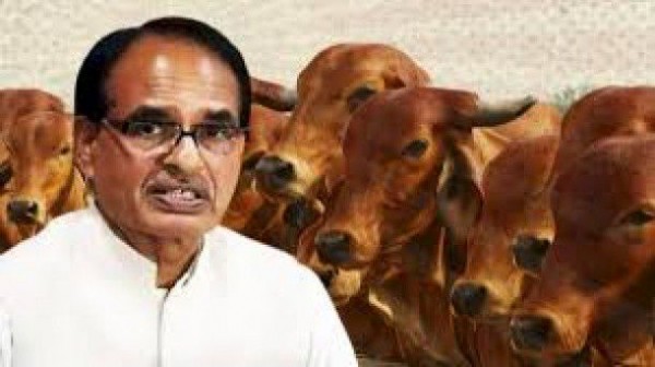 मध्य प्रदेश सरकार वसूलेगी गौ-टैक्स, आंगनबाड़ियों में अंडे की जगह बटेगा दूध