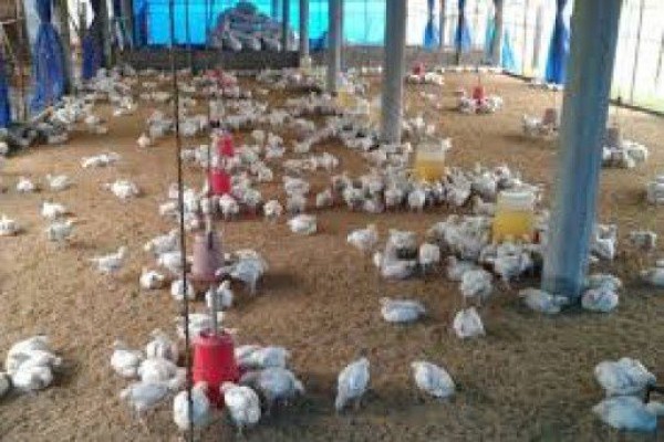 एवियन इन्फ्लुएंजा रोकने के लिए पंजाब सरकार ने पोल्ट्री पर लगाई पाबंदी
