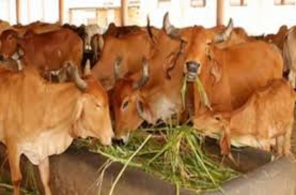 4 लाख पशुओं के लिए प्रति पशु प्रतिदिन 25 रुपए की सहायता देगी सरकार