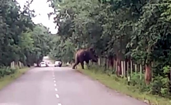 सिरपुर से सटे गांव में हाथियों ने दी फिर दस्तक,ग्रामीण भयभीत