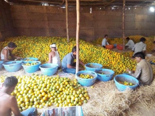 नोटबंदी के बाद सबसे कम कीमतों पर बिक रहे नागपुरी संतरे