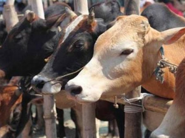 जब गाय का कल्याण होगा, तभी इस देश का कल्याण होगा, इलाहाबाद उच्च न्यायालय ने कहा
